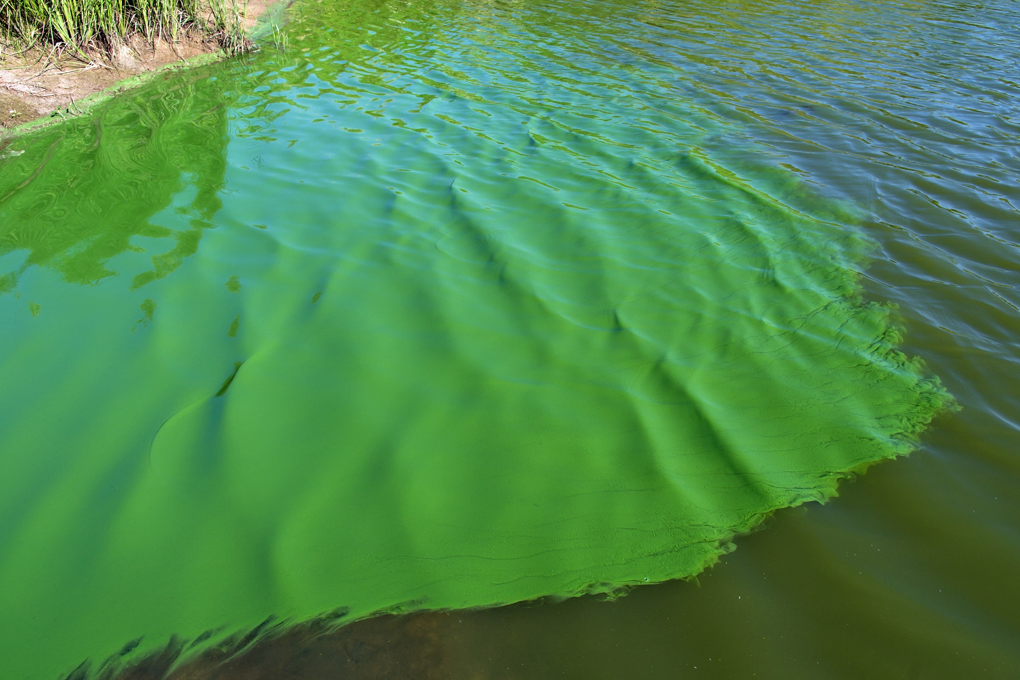 Green cyanobacteria accumulation along a lake shoreline.