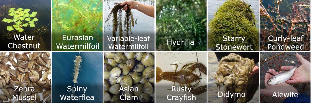 Examples of aquatic invasive species in SLAM’s identification image.